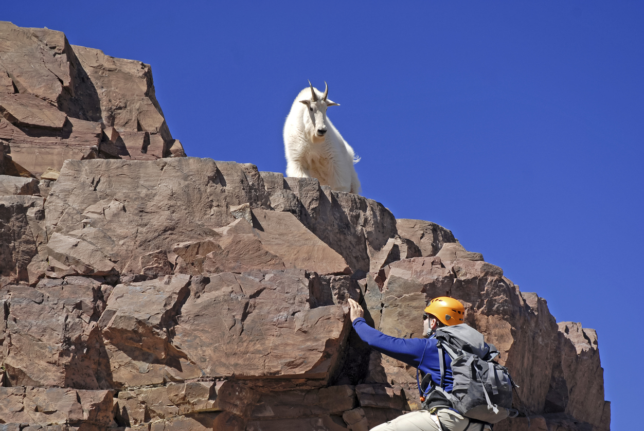 Rocky Mountain mountain goat