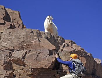 Rocky Mountain mountain goat