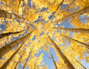 Why is Aspen famous? Why is Aspen famous?