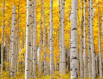 Aspen Trees, Quaking Leaves Aspen Trees, Quaking Leaves