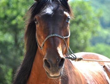 Other Horseback Riding Recommendations