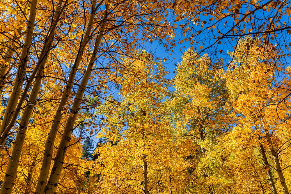 aspen in fall