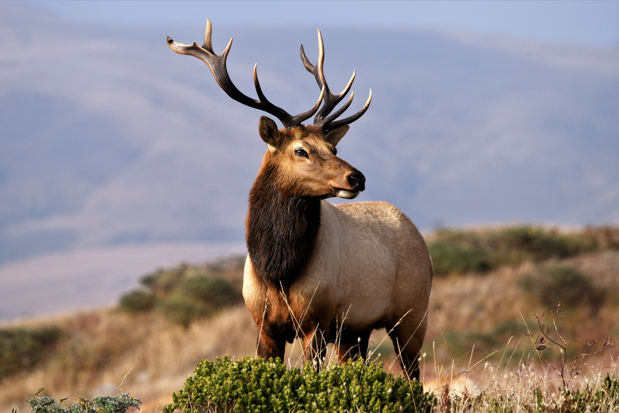 Rocky Mountain ELK
