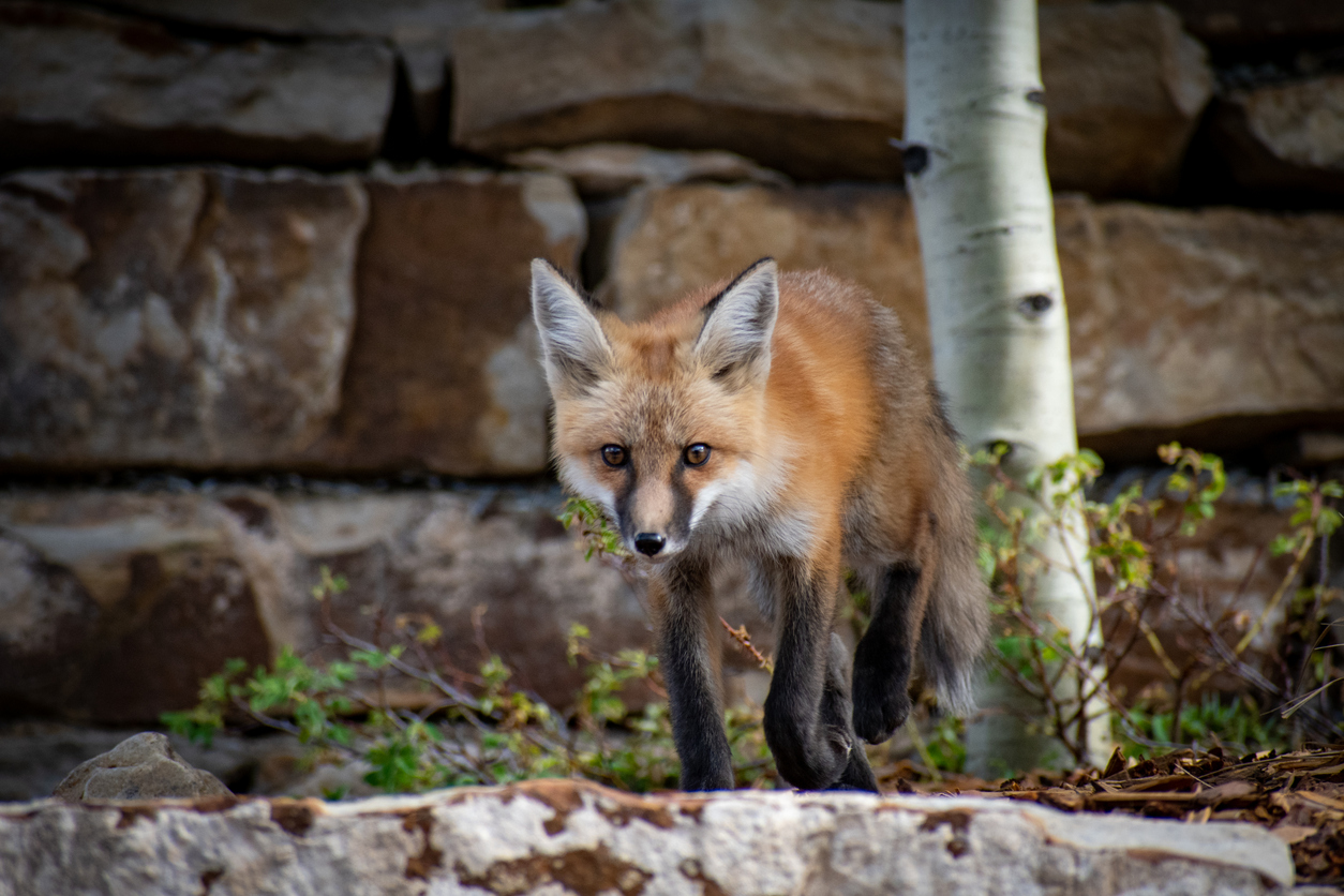 Rocky Mountain fox